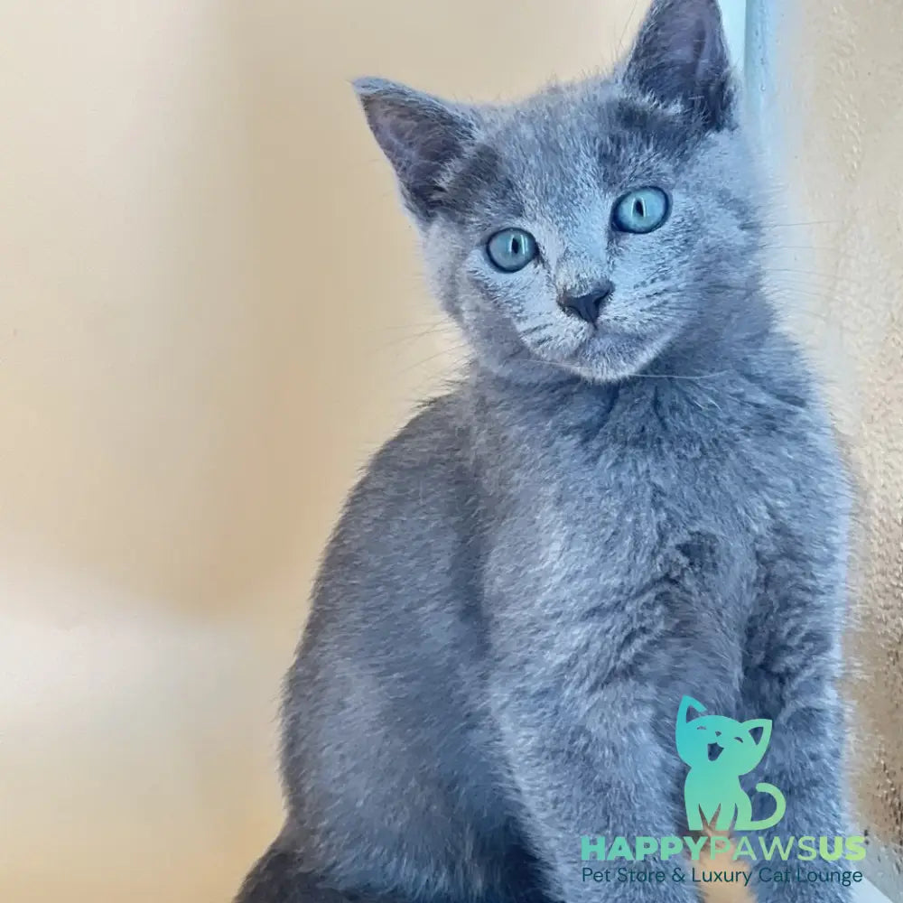 Kai Russian Blue male blue - live animals