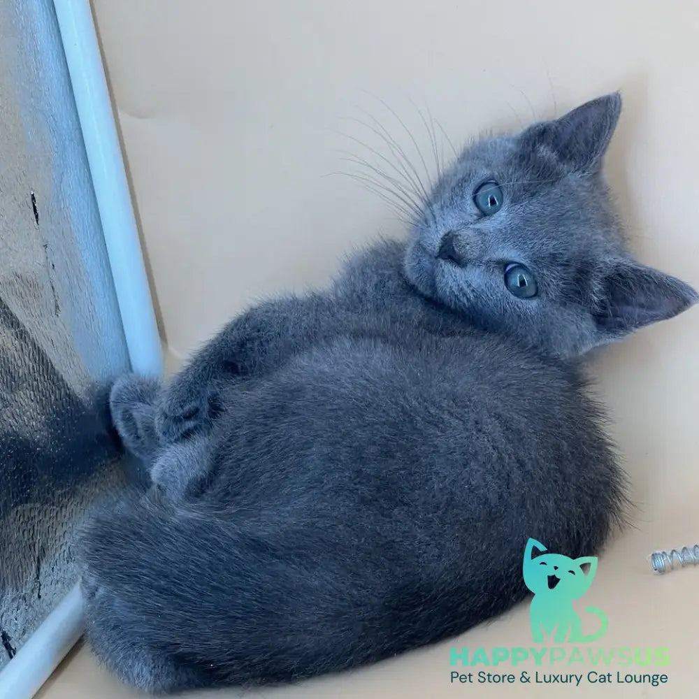 Kai Russian Blue male blue - live animals