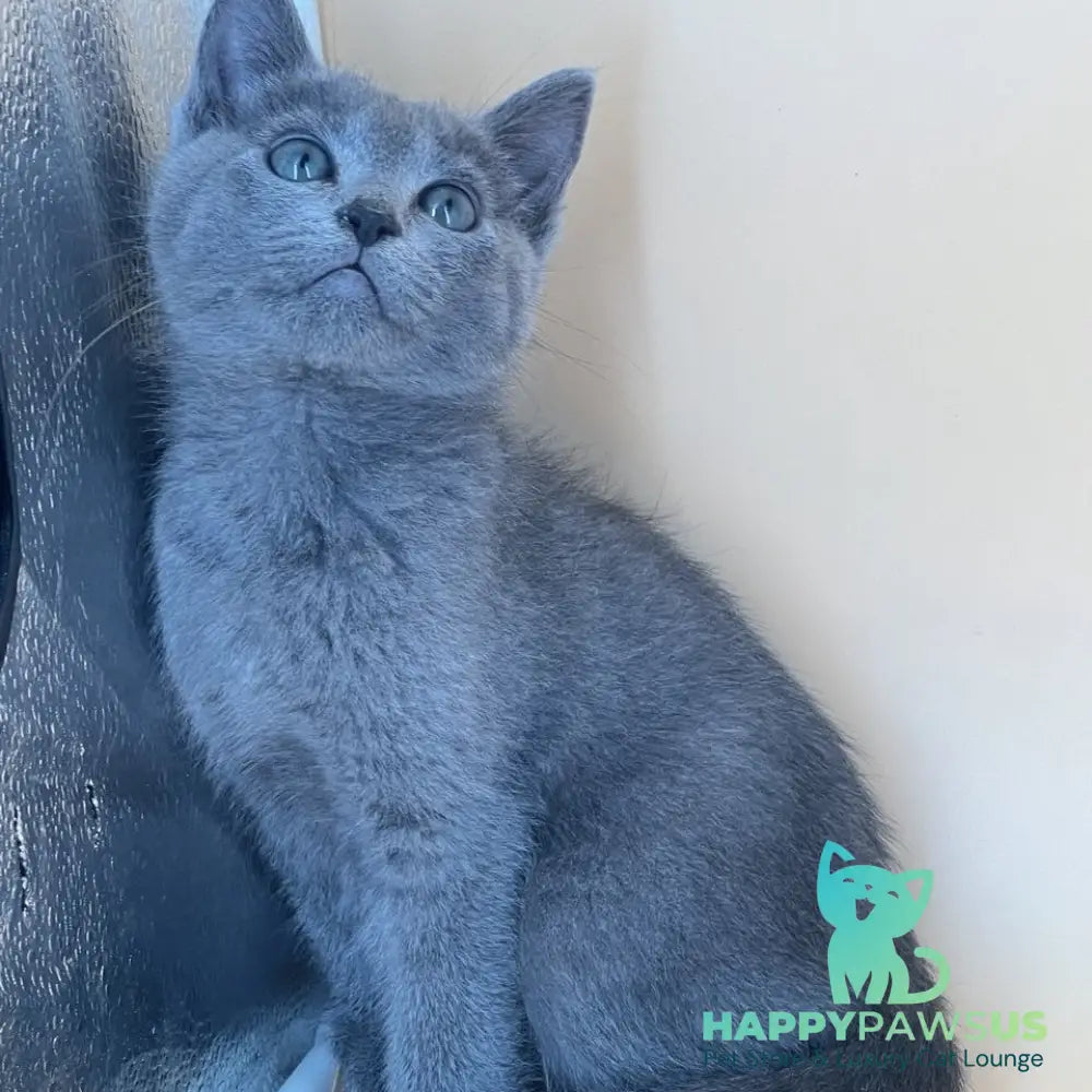 Kai Russian Blue male blue - live animals