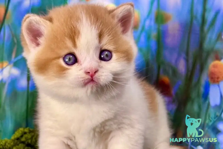Kai Scottish Straight male red bicolour - live animals