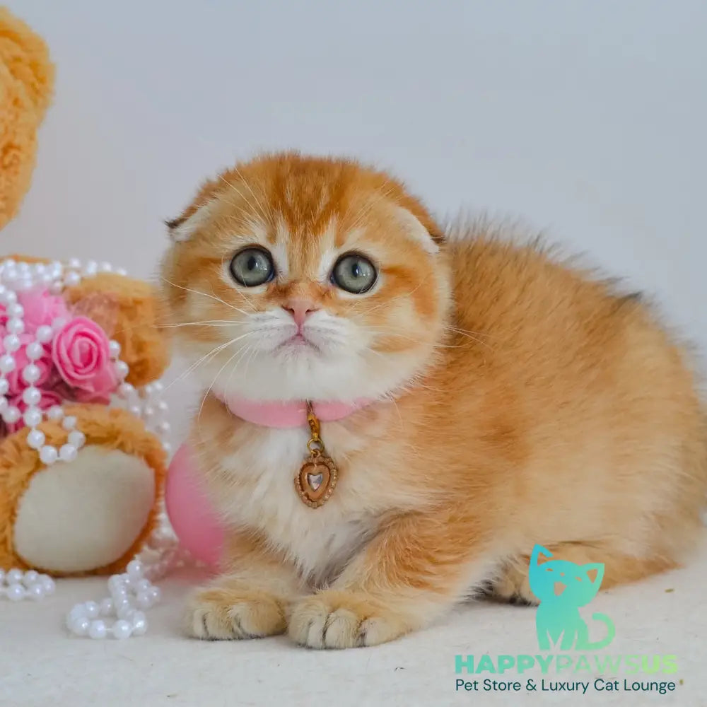 Kaia Scottish Fold female black golden shaded - live animals