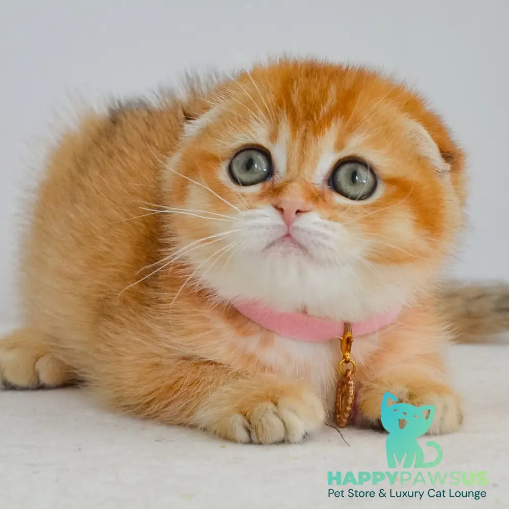 Kaia Scottish Fold female black golden shaded - live animals