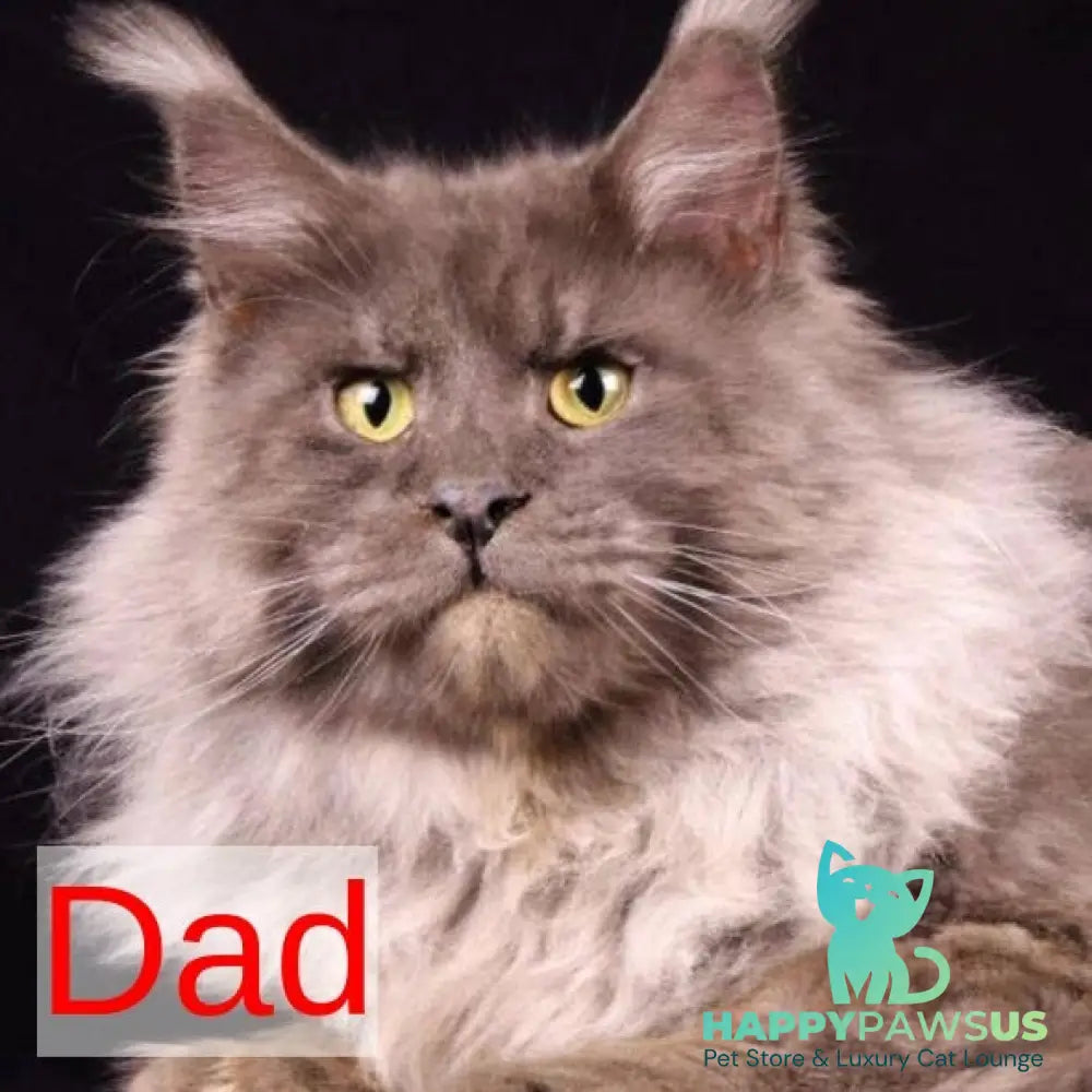 Kaida Maine Coon male black with white - live animals
