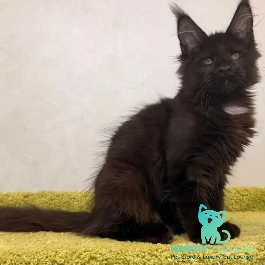 Kaida Maine Coon female black with white - live animals