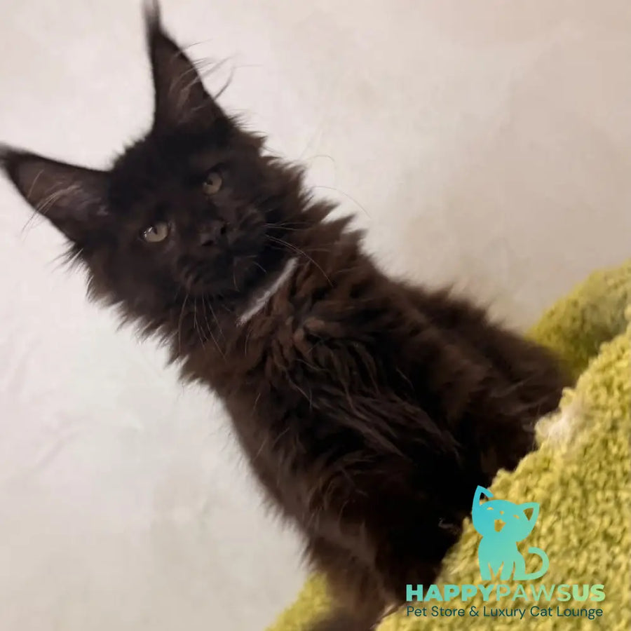 Kaida Maine Coon female black with white - live animals