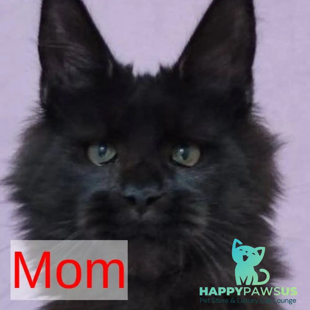 Kaida Maine Coon male black with white - live animals
