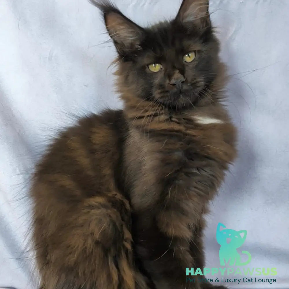 Kaida Maine Coon female black with white - live animals