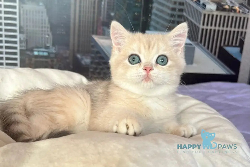 Kail British Shorthair male blue golden chinchilla live animals