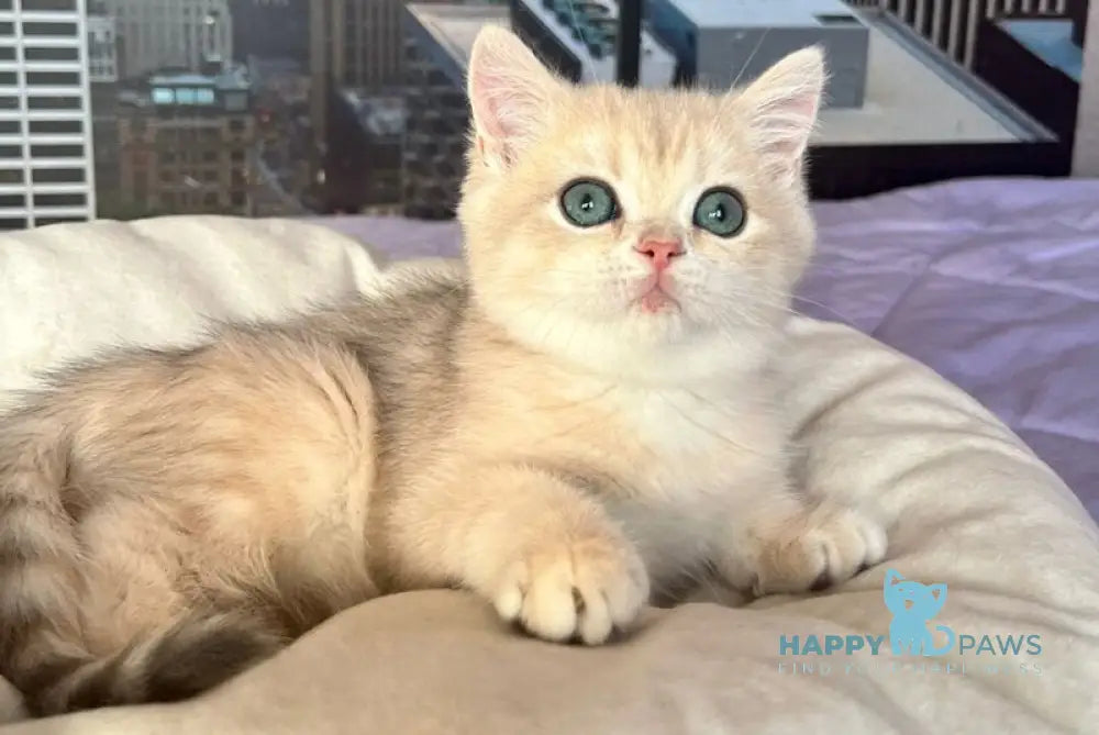 Kail British Shorthair male blue golden chinchilla live animals