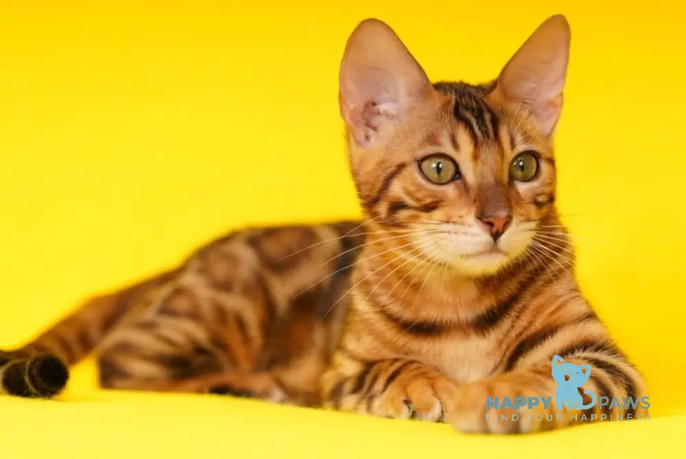 Kailas Bengal male black spotted tabby live animals