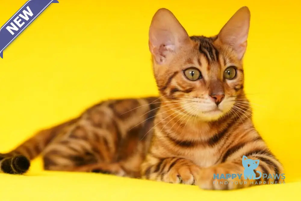 Kailas Bengal male black spotted tabby live animals