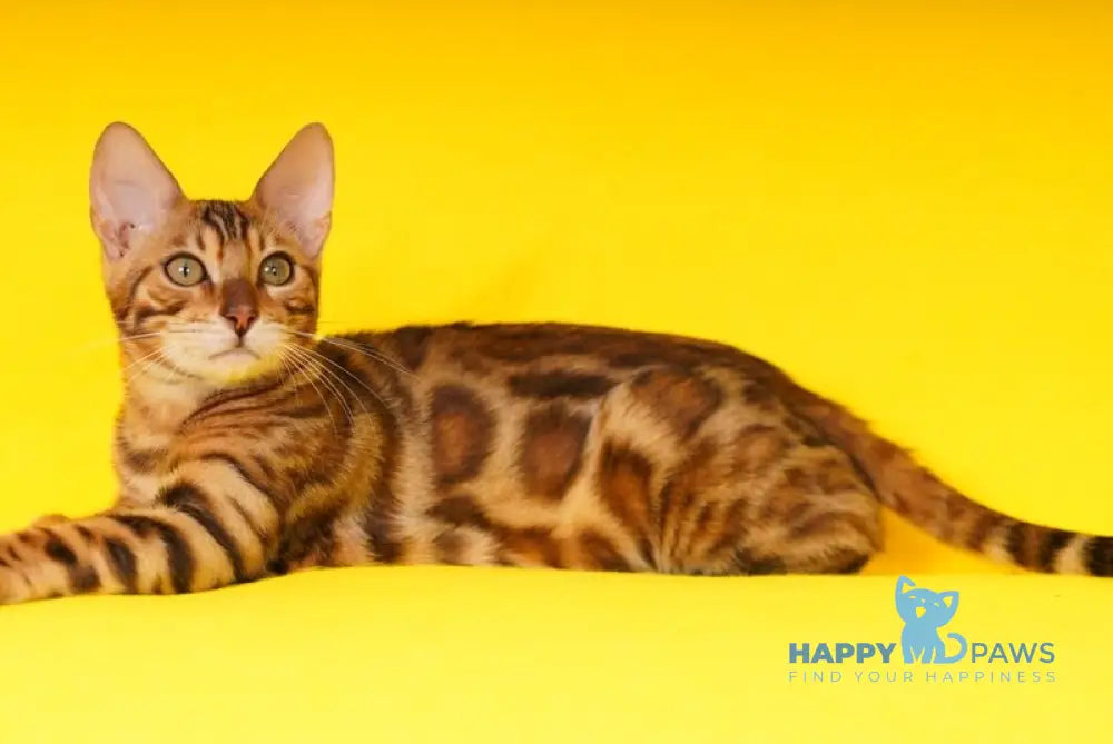 Kailas Bengal male black spotted tabby live animals