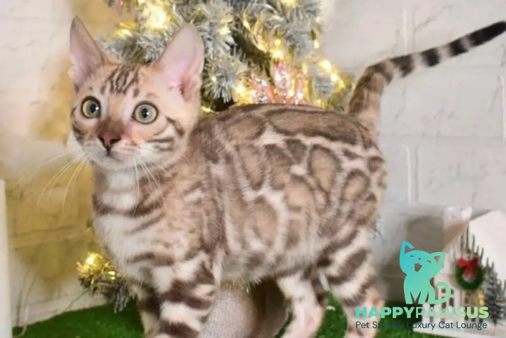 Kair Bengal male snow tabby live animals