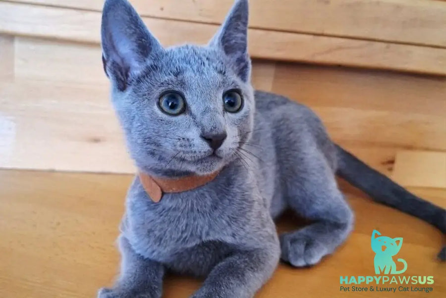 Kairo Russian Blue male blue - live animals