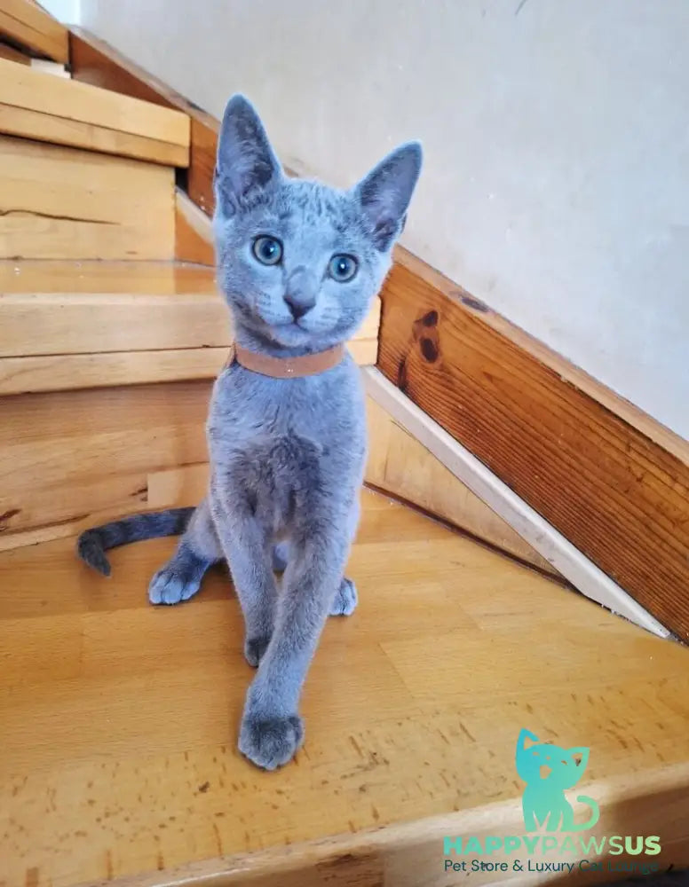 Kairo Russian Blue male blue - live animals