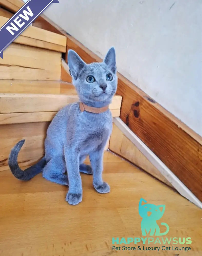 Kairo Russian Blue male blue - live animals