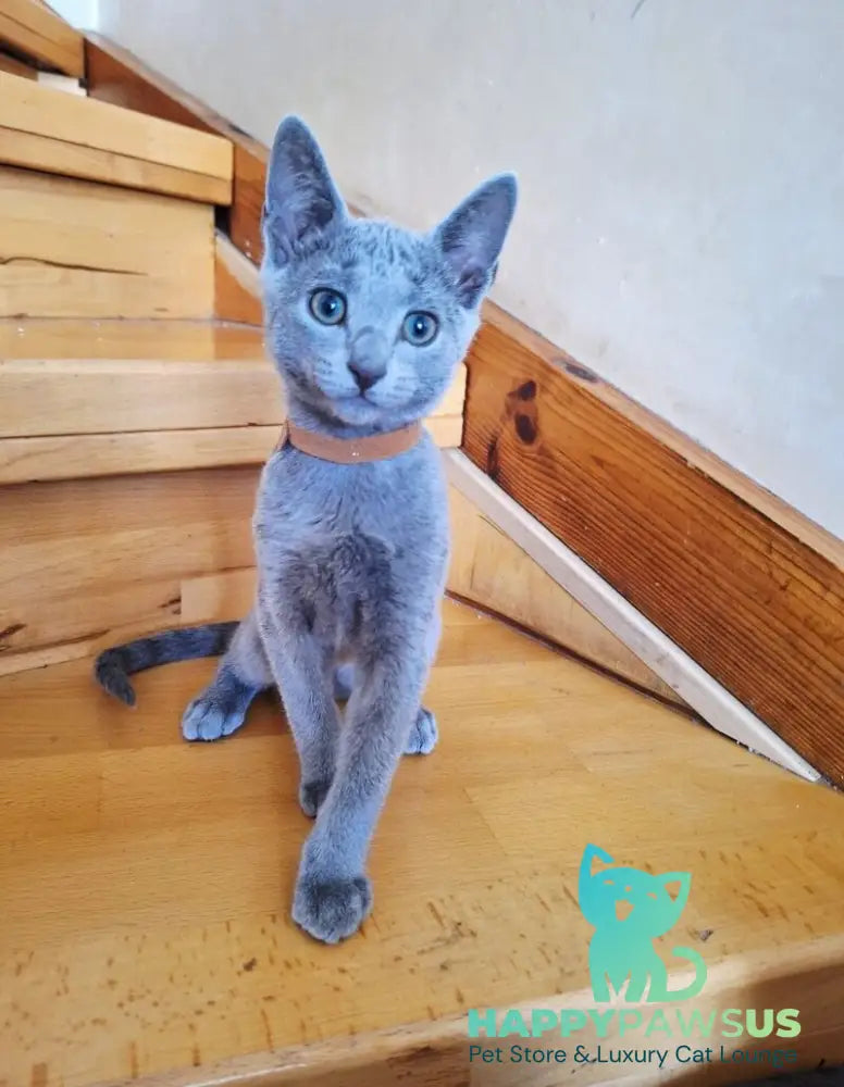 Kairo Russian Blue male blue - live animals