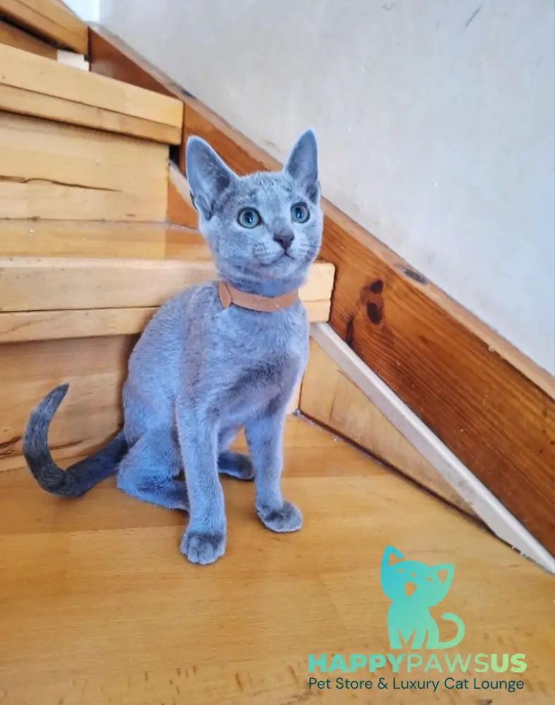 Kairo Russian Blue male blue - live animals
