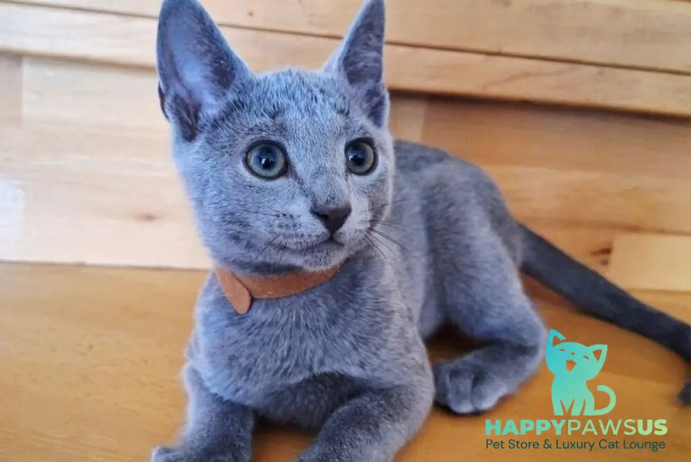 Kairo Russian Blue male blue - live animals