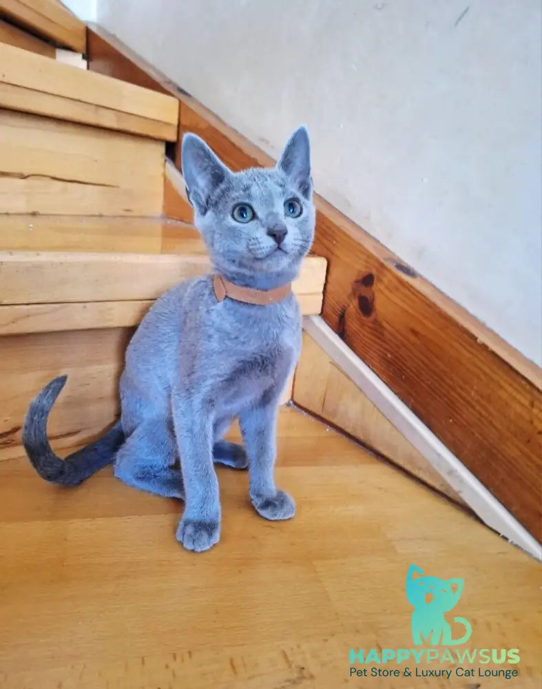 Kairo Russian Blue male blue - live animals