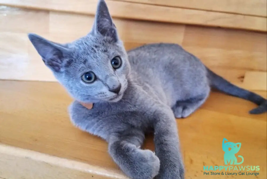 Kairo Russian Blue male blue - live animals