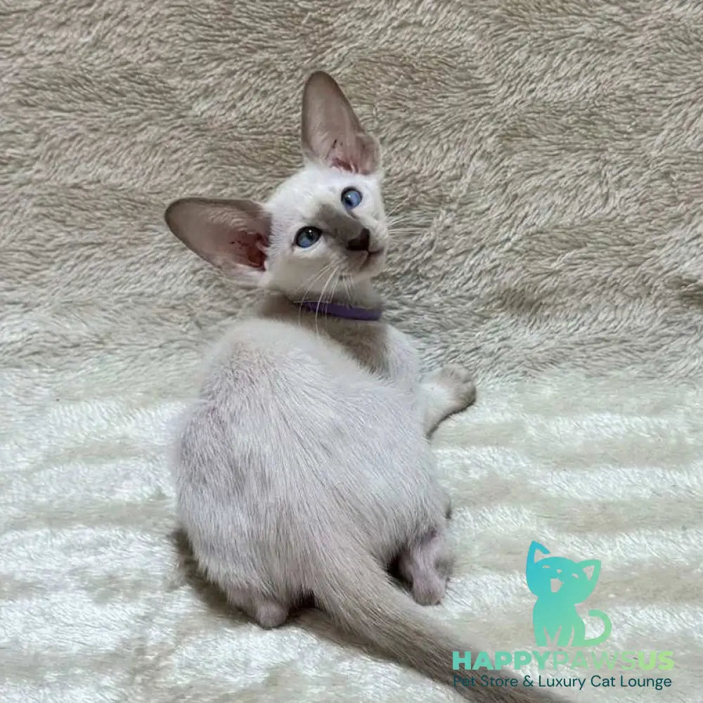 Kairo Siamese male blue - live animals