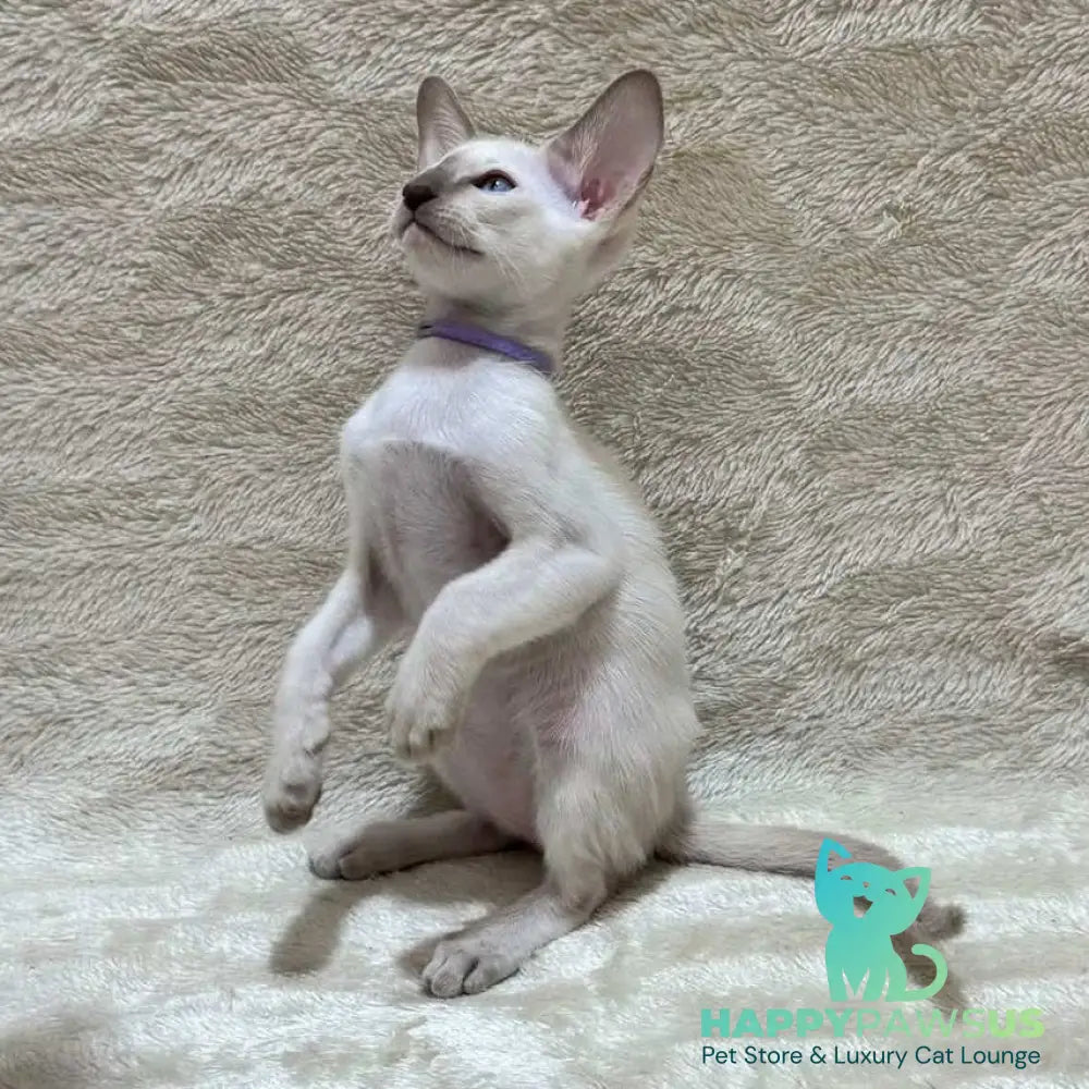 Kairo Siamese male blue - live animals