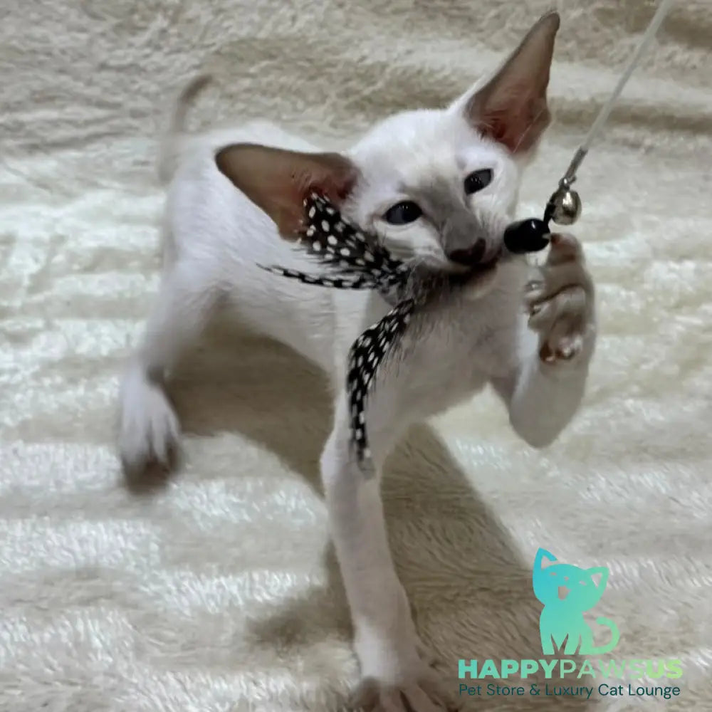 Kairo Siamese male blue - live animals