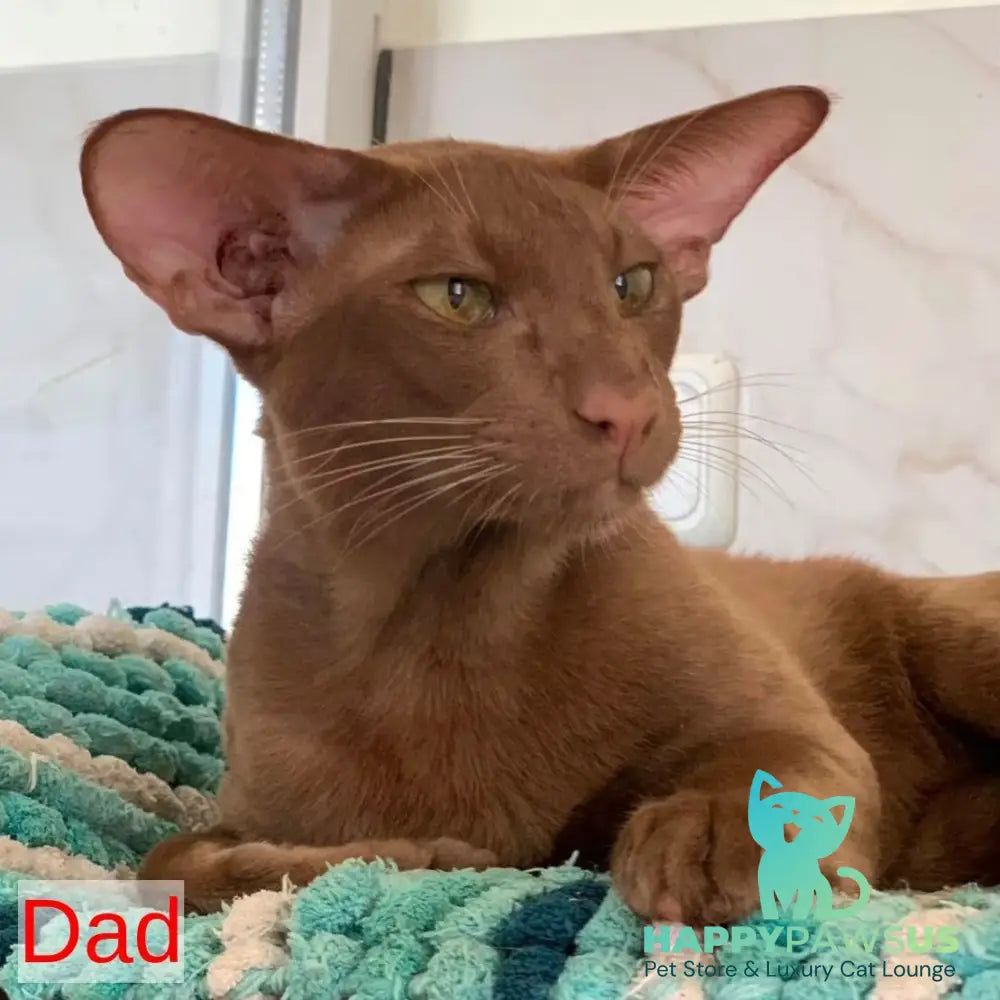 Kairo Siamese male blue - live animals