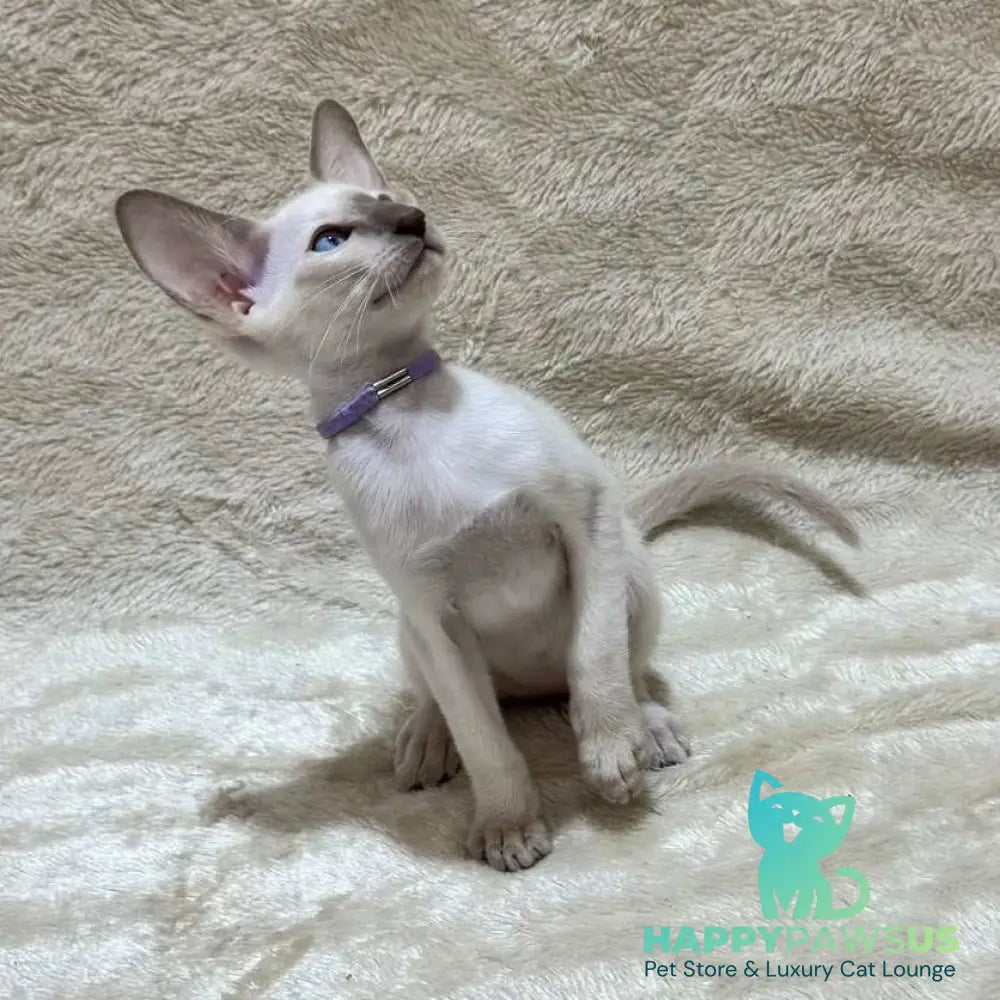 Kairo Siamese male blue - live animals