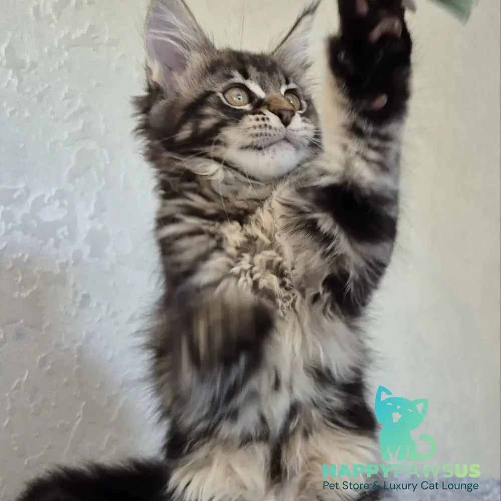 Kaisaria Maine Coon female black tabby - live animals