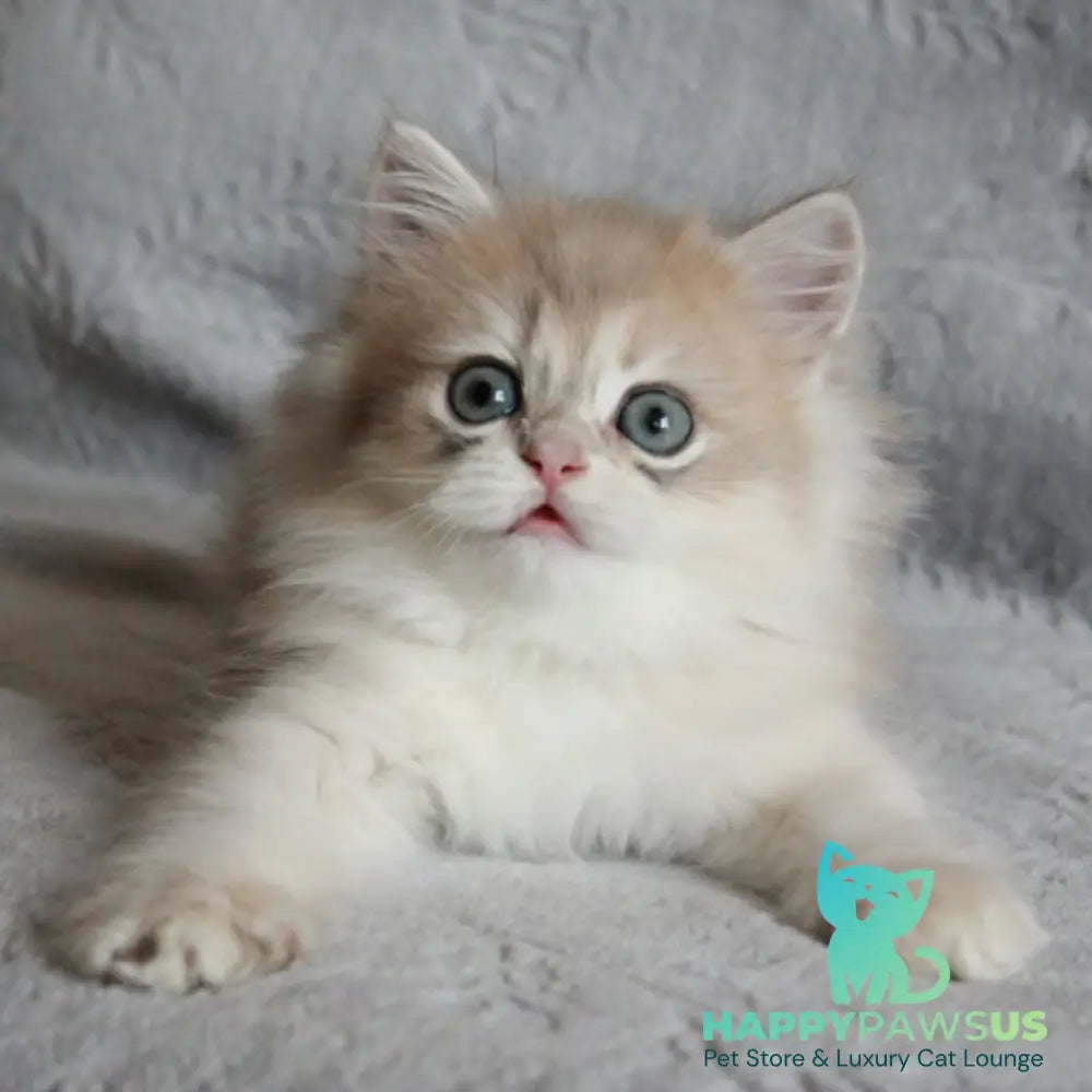 Kaiser British Longhair male blue golden chinchilla - live animals