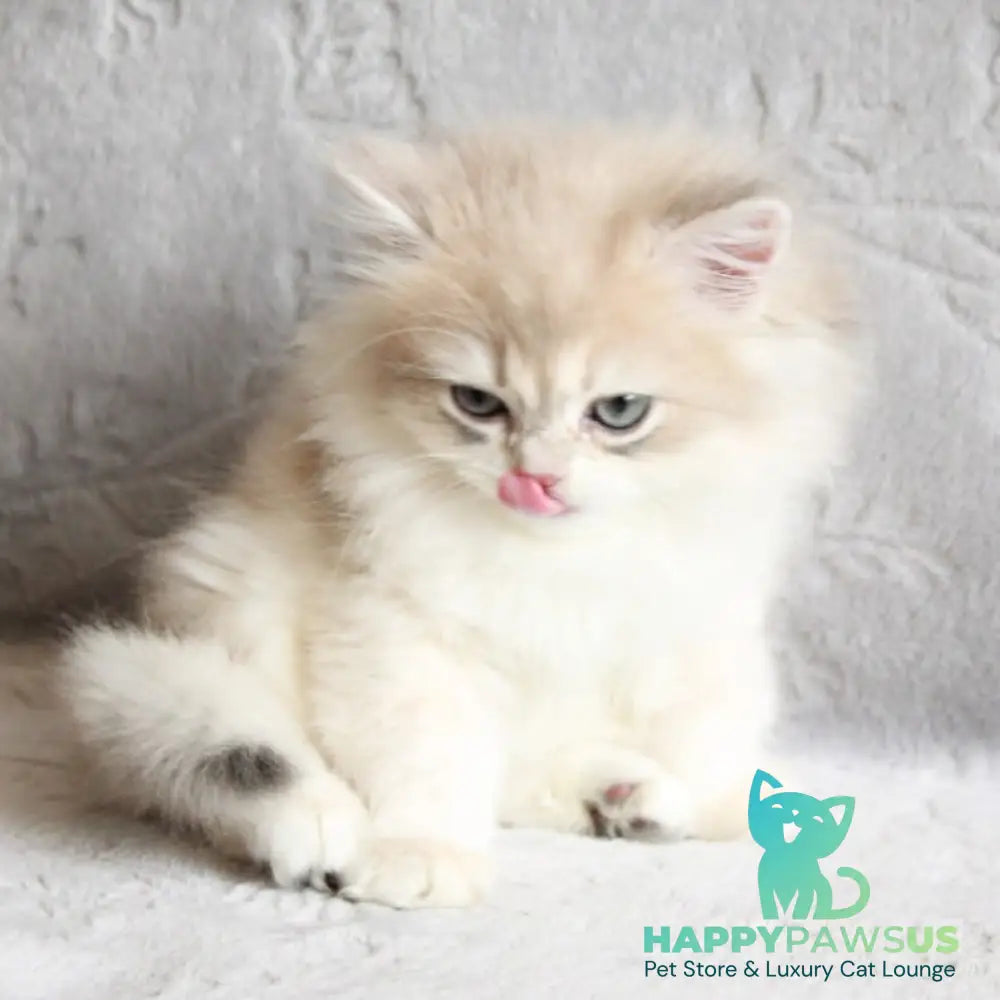 Kaiser British Longhair male blue golden chinchilla - live animals