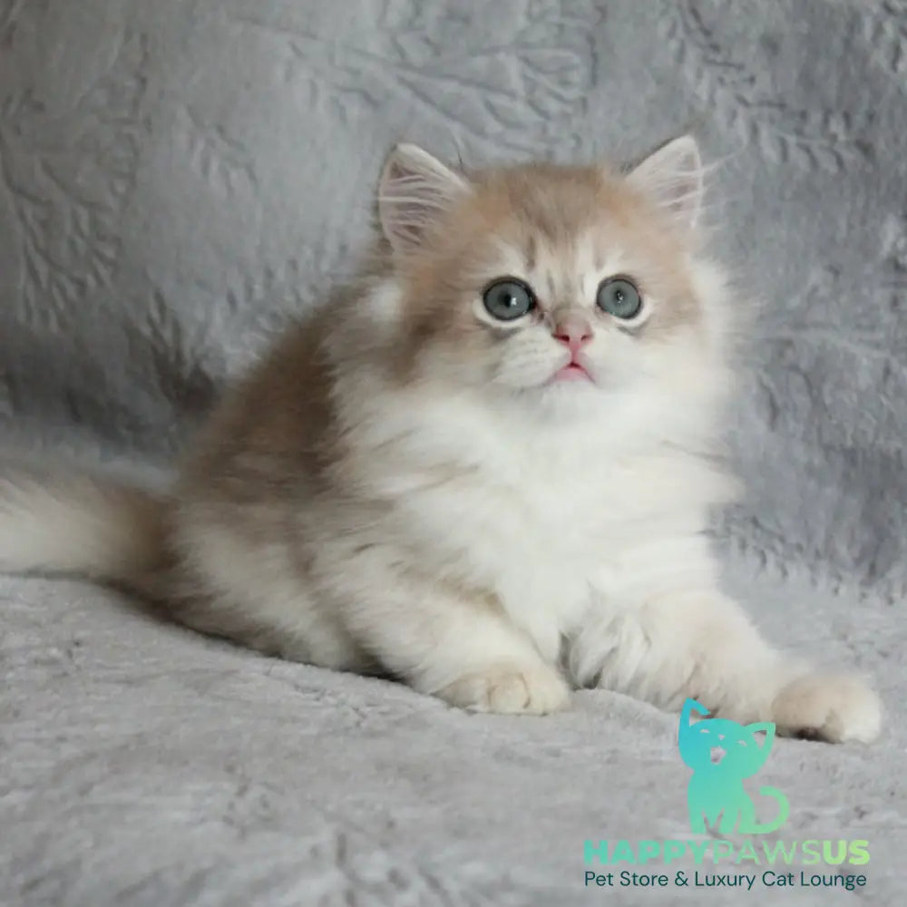 Kaiser British Longhair male blue golden chinchilla - live animals