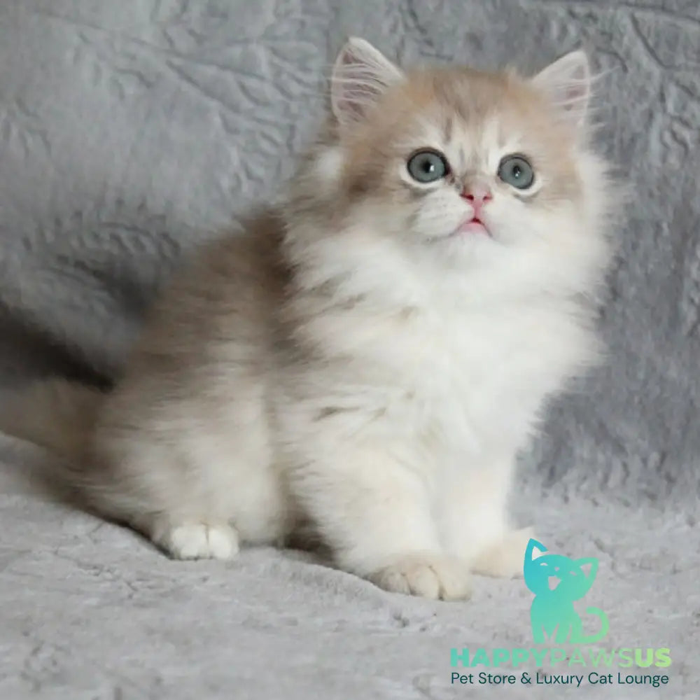 Kaiser British Longhair male blue golden chinchilla - live animals