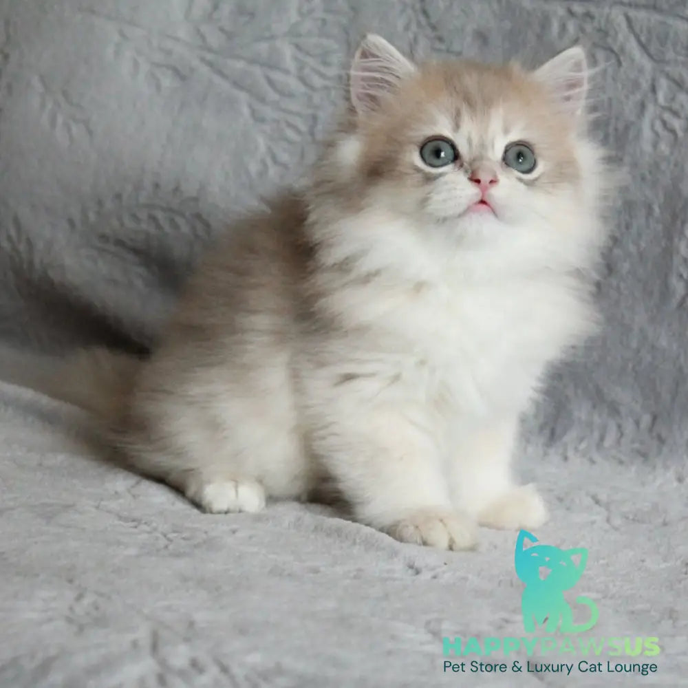 Kaiser British Longhair male blue golden chinchilla - live animals
