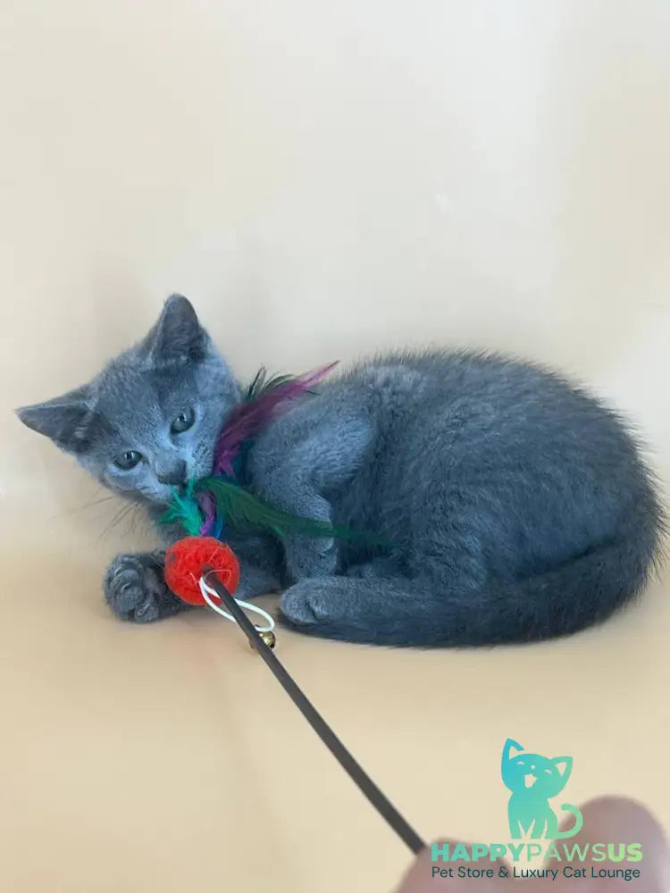 Kajra Russian Blue female blue - live animals