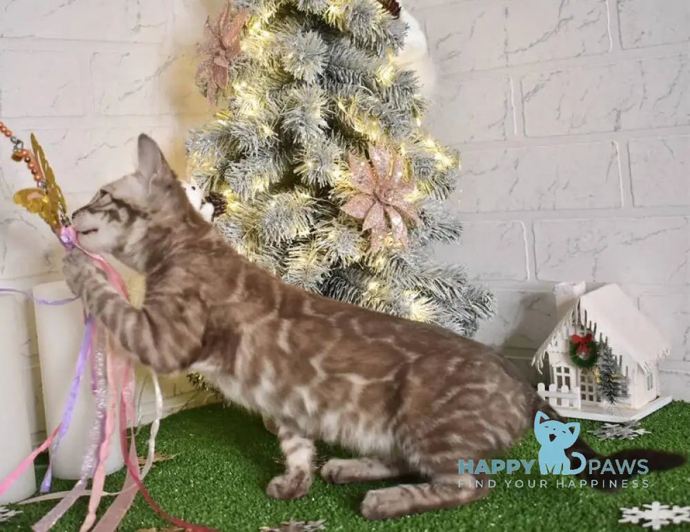 Kakao Bengal male snow charcoal live animals