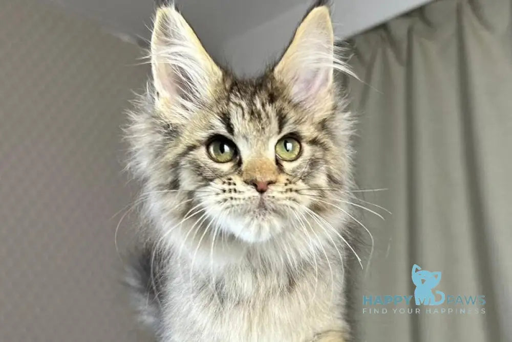 Kalen Maine Coon male black ticked tabby live animals