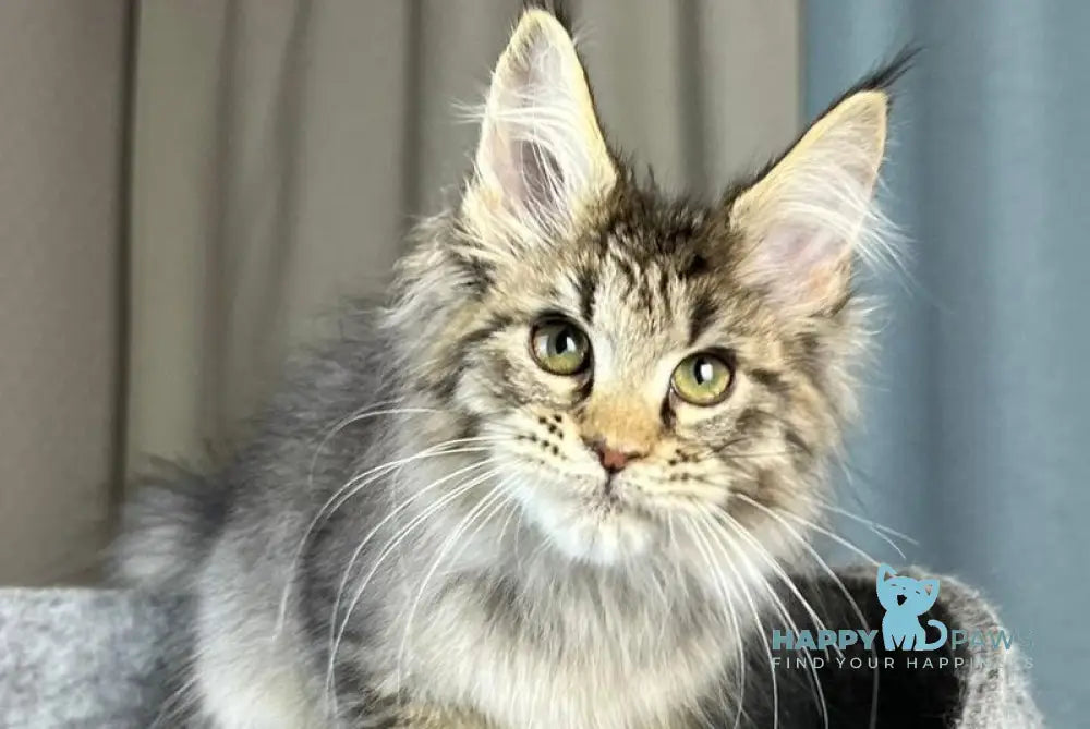 Kalen Maine Coon male black ticked tabby live animals