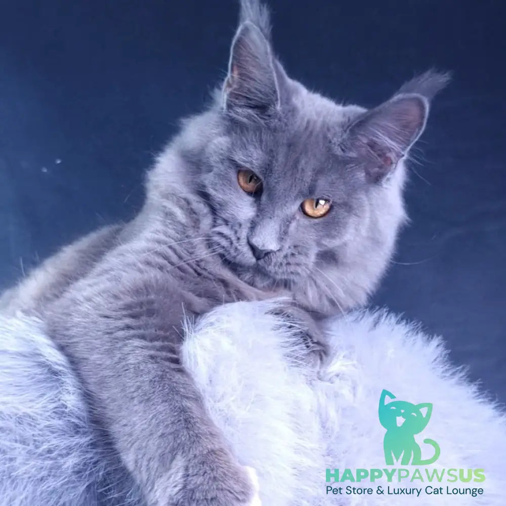 Kali Maine Coon female blue - live animals