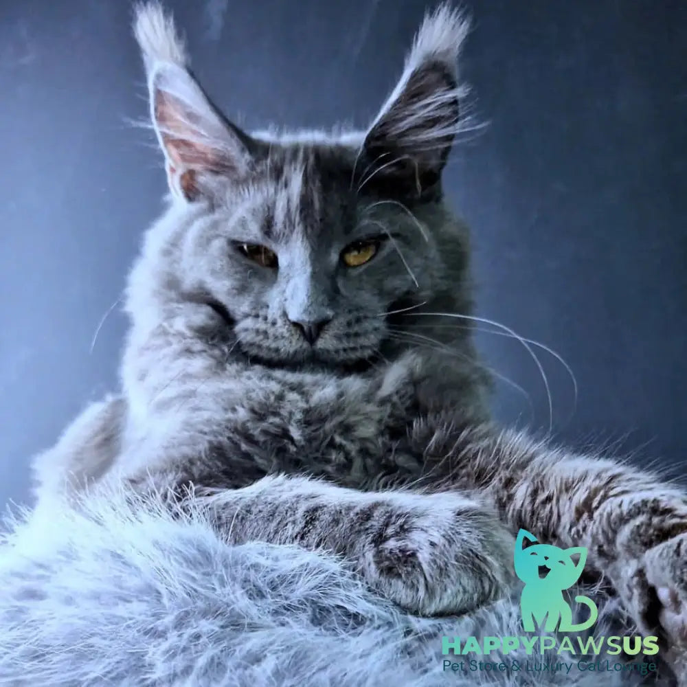 Kali Maine Coon female blue - live animals