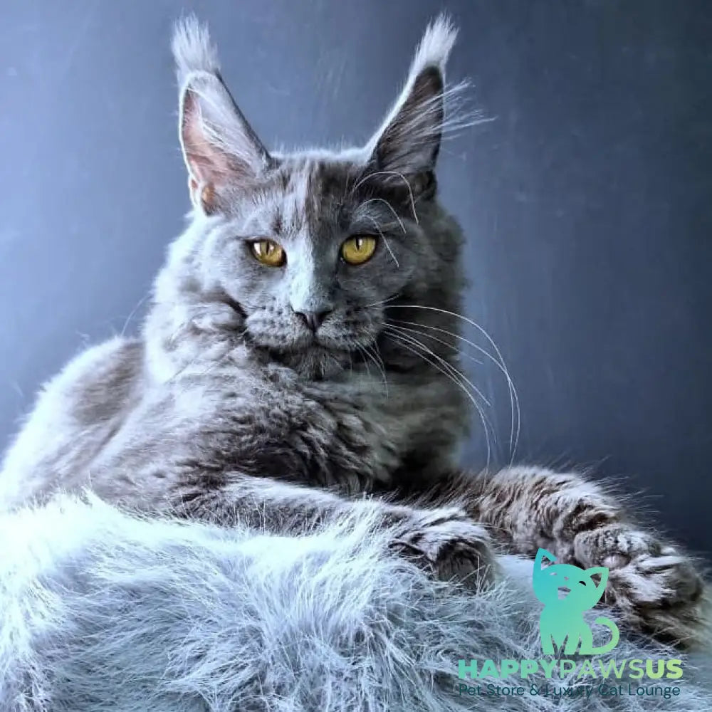 Kali Maine Coon female blue - live animals