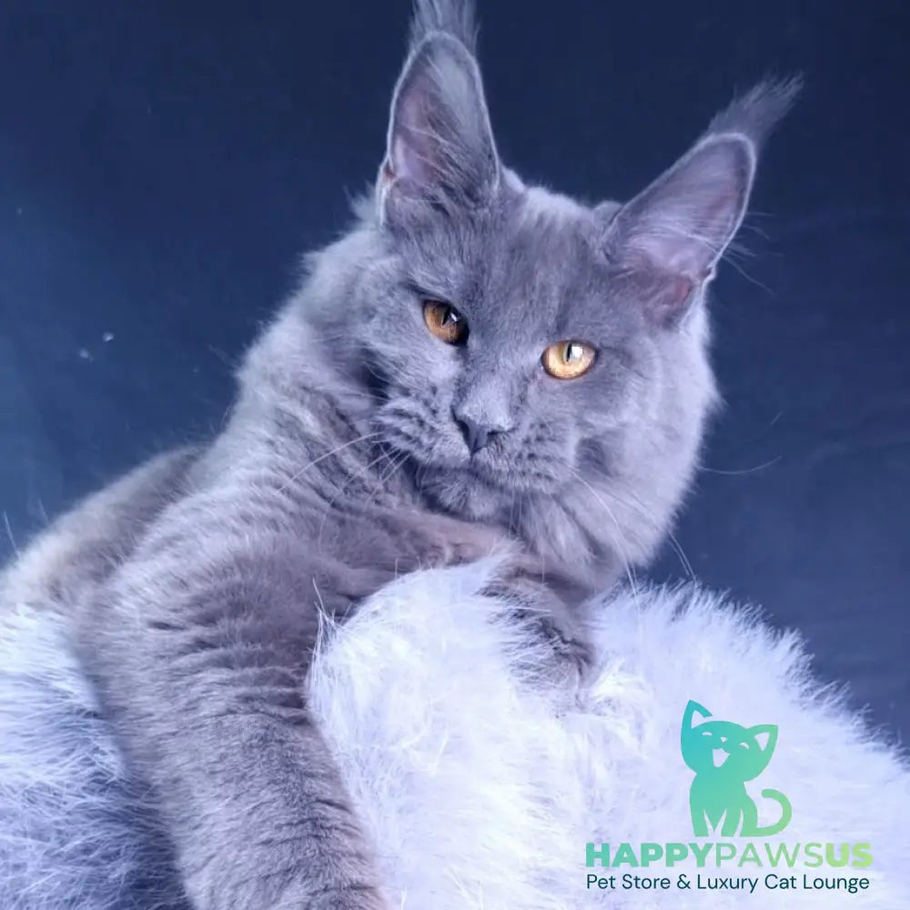 Kali Maine Coon female blue - live animals
