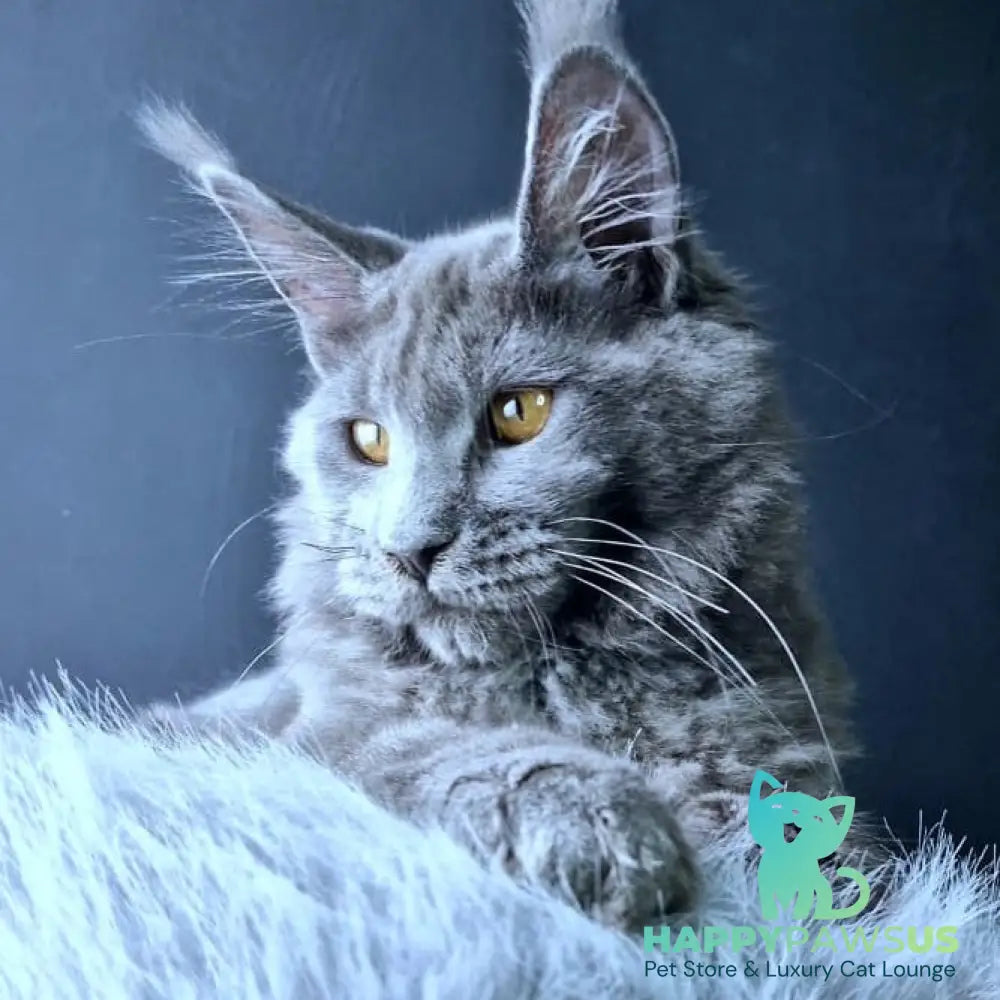 Kali Maine Coon female blue - live animals