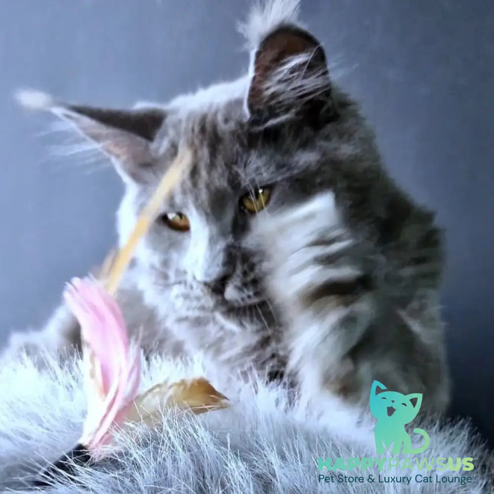 Kali Maine Coon female blue - live animals