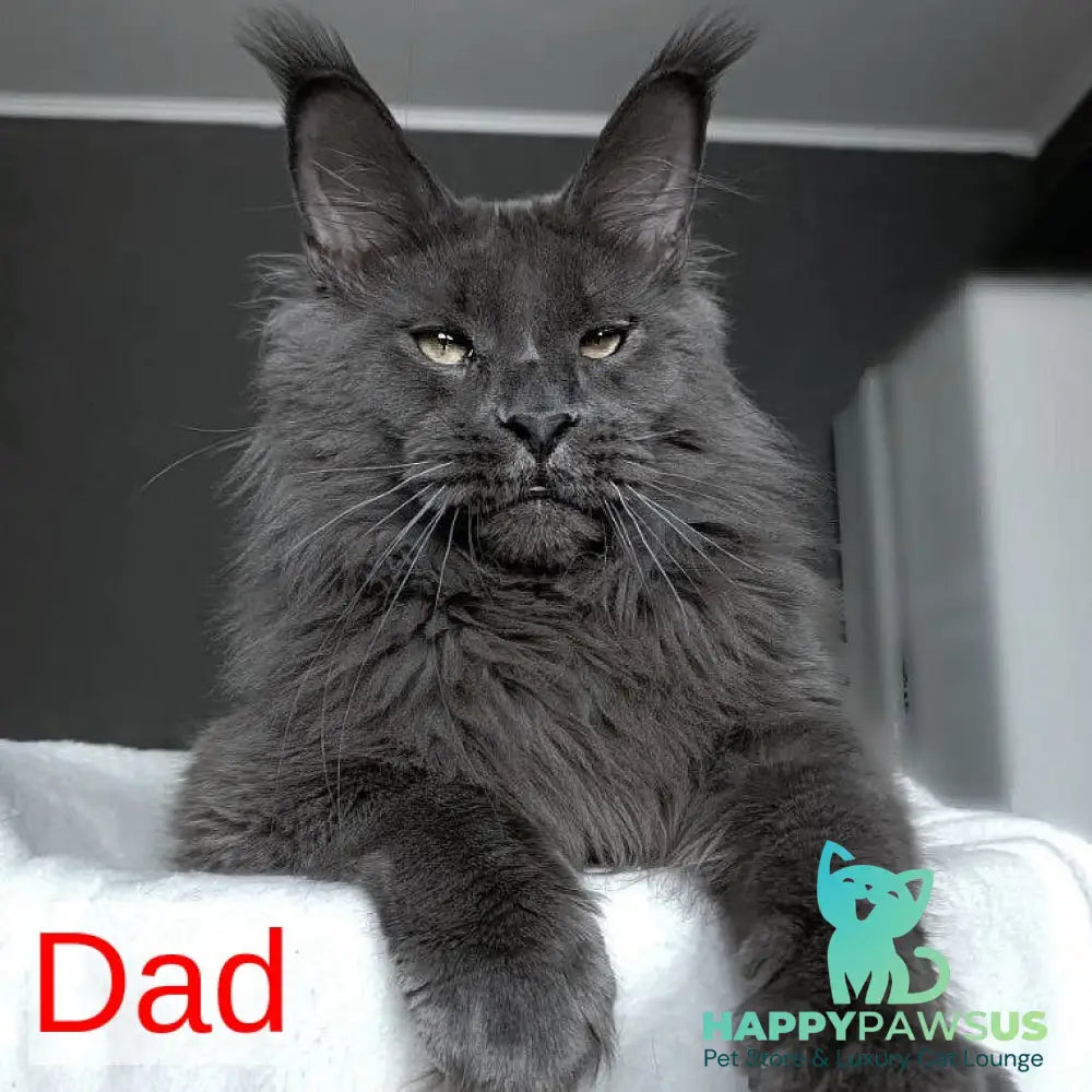 Kali Maine Coon female blue - live animals