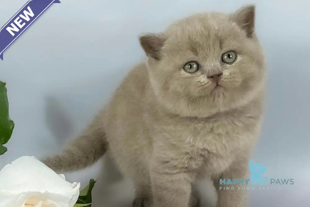 Kalif British Shorthair male lilac live animals