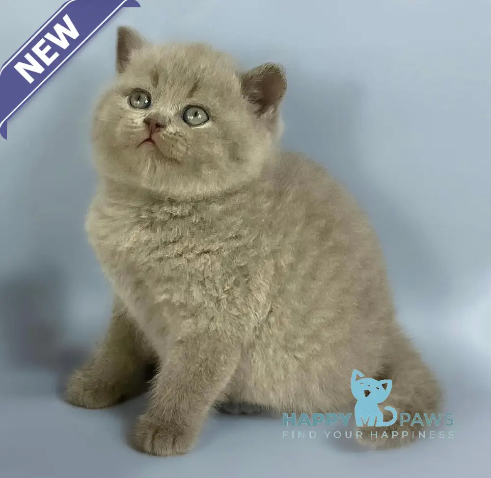 Kalif British Shorthair male lilac live animals