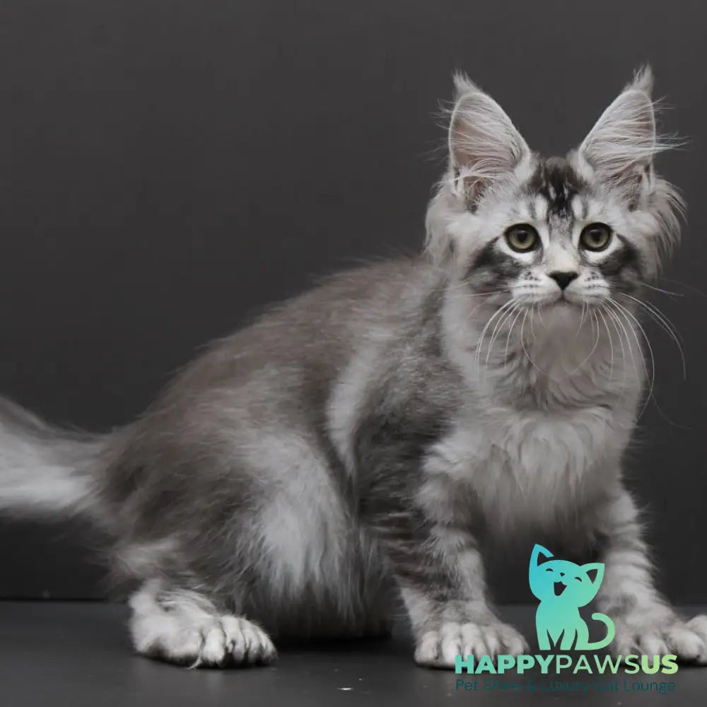 Kalila Maine Coon polydactyl 6x6x6x6 female black silver ticked tabby - live animals